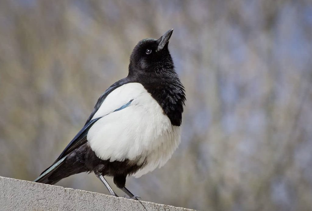 Sroka zwyczajna
fot.: Carlos Delgado / wikimedia commons