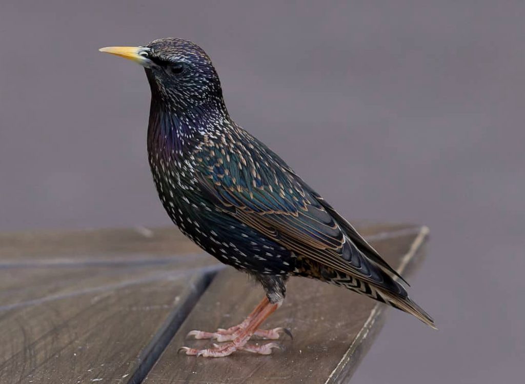 Szpak Zwyczajny
fot.: PierreSelim / wikimedia commons