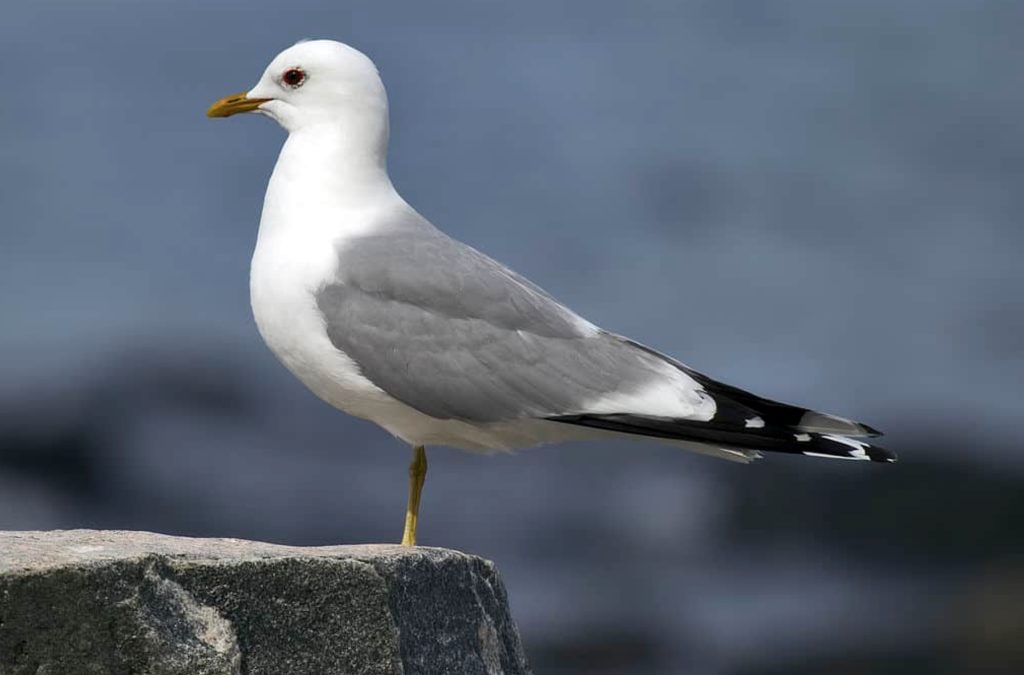 
Ptaki polskie – Mewa Siwa
fot.: Andreas Trepte / wikimedia commons