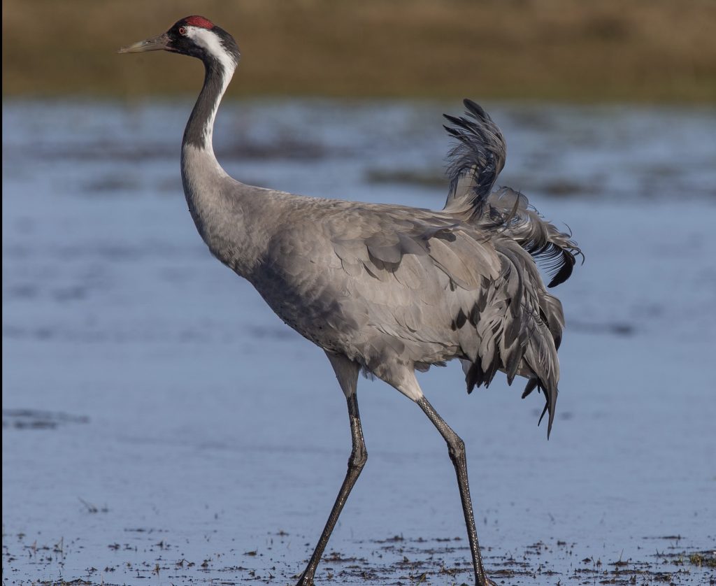 Żuraw zwyczany
fot.: Andreas Trepte / wikimedia commons