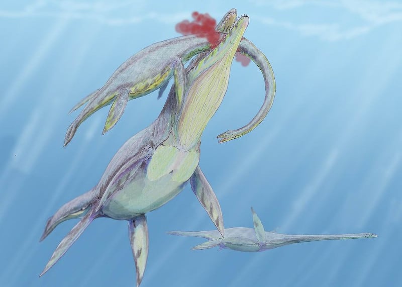 rys.: Dmitry Bogdanov / wikimedia commons