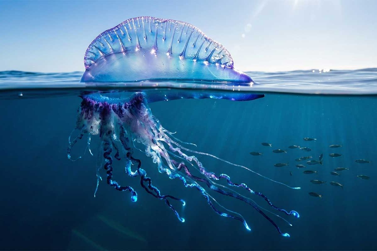 Niebezpieczny sobowtór z Pacyfiku. Naukowcy wyodrębnili nowy gatunek spokrewniony z Żeglarzem portugalskim