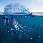 Niebezpieczny sobowtór z Pacyfiku. Naukowcy wyodrębnili nowy gatunek spokrewniony z Żeglarzem portugalskim