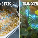 "Tłuszcze transgeniczne" – dlaczego ten termin to naukowa fikcja?