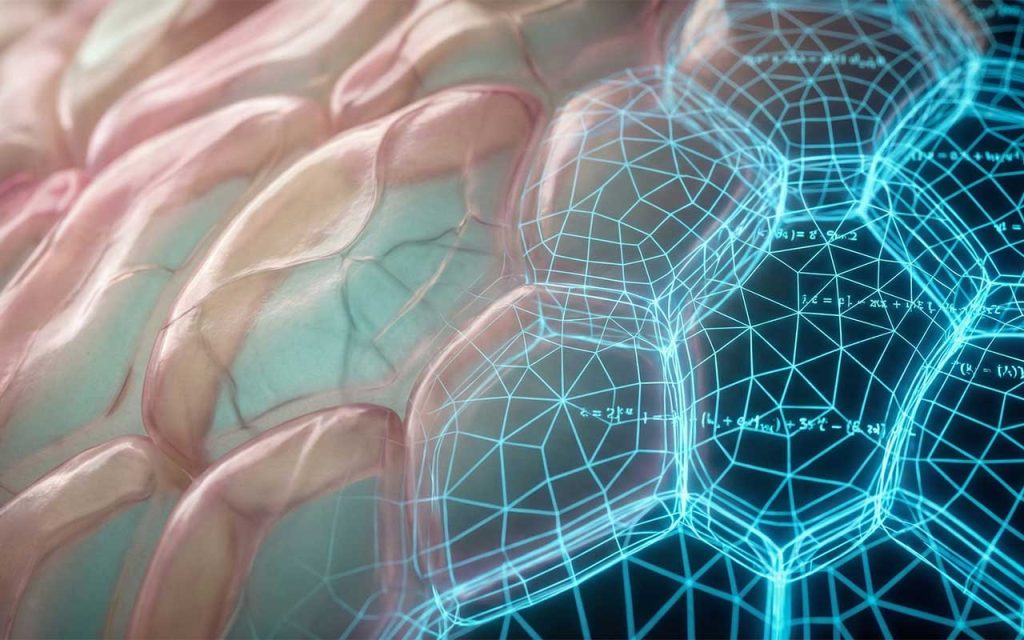 Geometryczny kod życia złamany. „Miękkie komórki” to brakujące ogniwo między matematyką a biologią