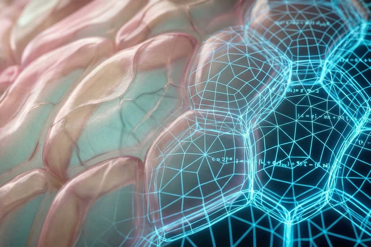 Geometryczny kod życia złamany. „Miękkie komórki” to brakujące ogniwo między matematyką a biologią