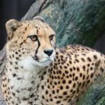 Alarm na Skraju Lasu: Kto Zapłaci za Poszukiwania "Bestii"? Prawne i Finansowe Skutki Ucieczek Zwierząt Egzotycznych