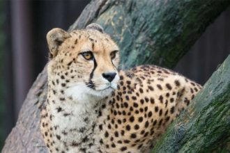 Alarm na Skraju Lasu: Kto Zapłaci za Poszukiwania "Bestii"? Prawne i Finansowe Skutki Ucieczek Zwierząt Egzotycznych