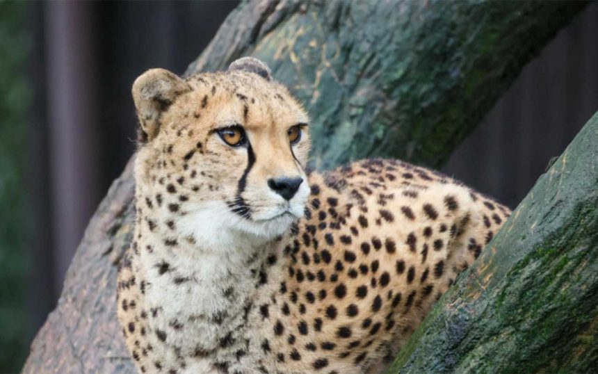 Alarm na Skraju Lasu: Kto Zapłaci za Poszukiwania "Bestii"? Prawne i Finansowe Skutki Ucieczek Zwierząt Egzotycznych