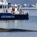 Sensacyjny powrót giganta: Dramatyczna walka o życie humbaka na płyciźnie Morza Bałtyckiego