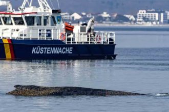 Sensacyjny powrót giganta: Dramatyczna walka o życie humbaka na płyciźnie Morza Bałtyckiego