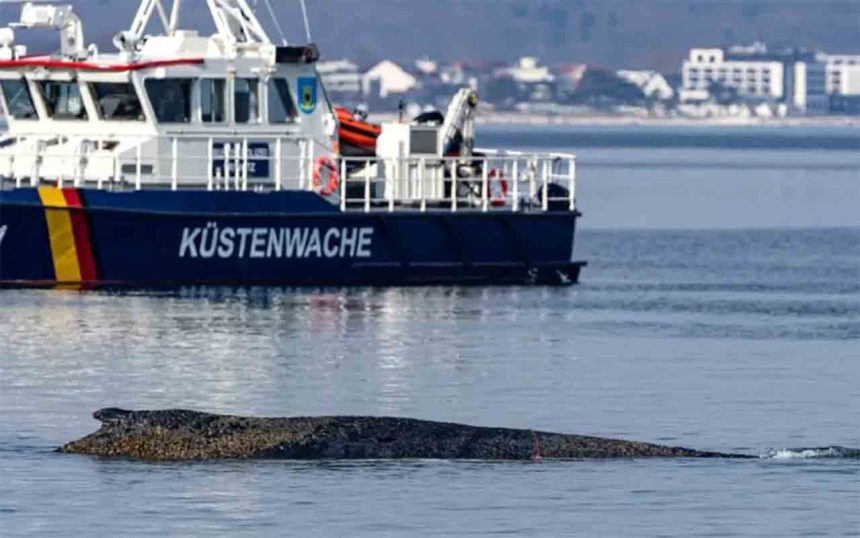 Sensacyjny powrót giganta: Dramatyczna walka o życie humbaka na płyciźnie Morza Bałtyckiego