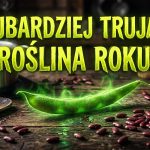 Najbardziej Trująca Roślina 2026 Roku to Obiadowy Klasyk: Dlaczego Fasola Ogrodowa Wygrała Ten Ranking?