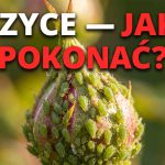 Mszyce na różach: Jak zwalczać szkodniki naturalnie — poradnik 2026