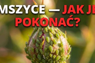 Mszyce na różach: Jak zwalczać szkodniki naturalnie — poradnik 2026