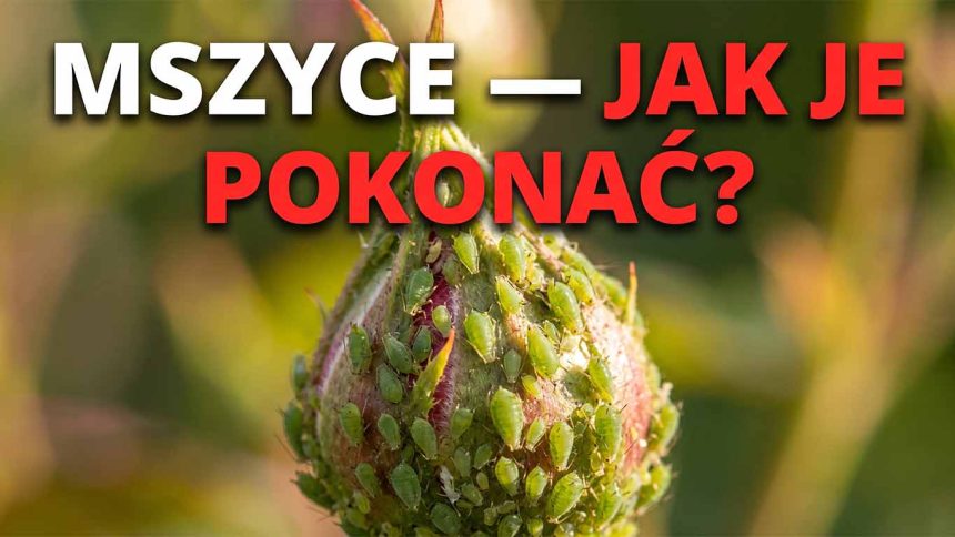 Mszyce na różach: Jak zwalczać szkodniki naturalnie — poradnik 2026