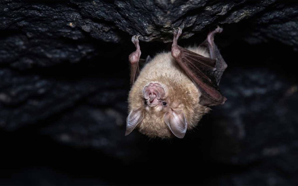 Jaskinie w Polsce: Geologia, fauna, turystyka — przewodnik po podziemiach