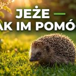 Jeże w Polsce: Jak im pomóc przetrwać, co jedzą i gdzie zimują