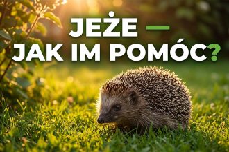Jeże w Polsce: Jak im pomóc przetrwać, co jedzą i gdzie zimują