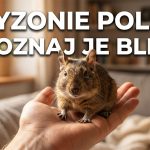 Gryzonie Polski: mysz, nornica i koszatniczka — przewodnik po gatunkach