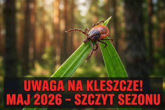 Kleszcze w maju 2026 – gdzie jest ich najwięcej i jak się chronić