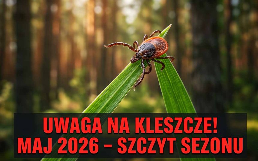 Kleszcze w maju 2026 – gdzie jest ich najwięcej i jak się chronić