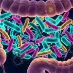 Mikrobiom jelitowy a odporność: Najnowsze odkrycia nauki 2026