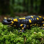 Salamandra plamista: Ukryty klejnot polskich lasów