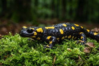 Salamandra plamista: Ukryty klejnot polskich lasów