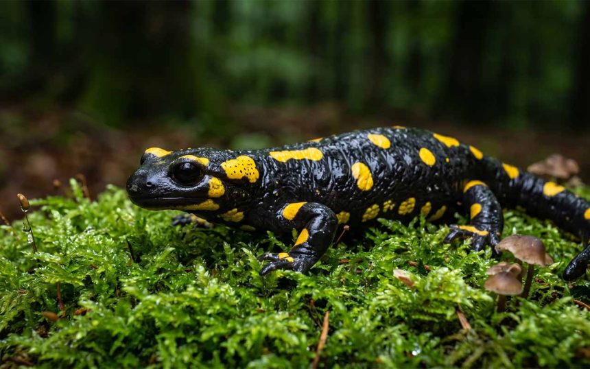 Salamandra plamista: Ukryty klejnot polskich lasów