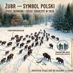 Żubr — symbol Polski: Życie, ochrona i gdzie zobaczyć w 2026
