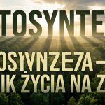 Fotosynteza: jak przebiega, wzór chemiczny i znaczenie dla życia na Ziemi