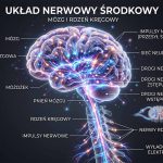 Układ nerwowy – mózg, neurony, odruchy
