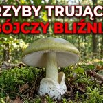Grzyby trujące w Polsce: Jak odróżnić od jadalnych — poradnik