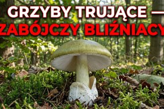 Grzyby trujące w Polsce: Jak odróżnić od jadalnych — poradnik