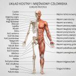 Układ kostny i mięśniowy – budowa i funkcje