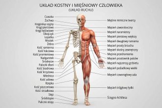 Układ kostny i mięśniowy – budowa i funkcje