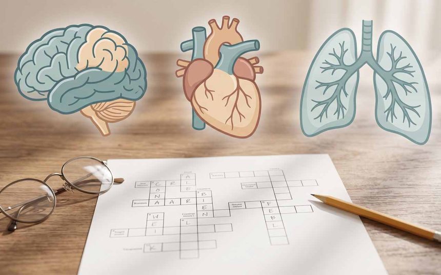 Krzyżówki „Anatomia człowieka" online — 3 poziomy z odpowiedziami