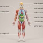 Anatomia człowieka – budowa i układy organizmu
