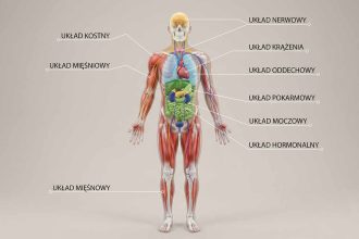 Anatomia człowieka – budowa i układy organizmu