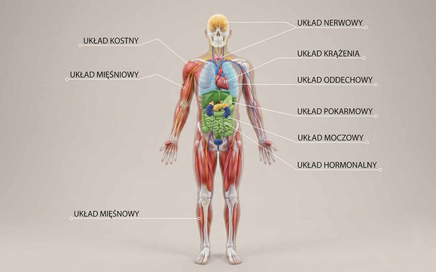 Anatomia człowieka – budowa i układy organizmu