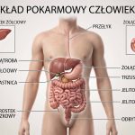 Układ pokarmowy – trawienie krok po kroku