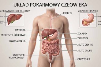 Układ pokarmowy – trawienie krok po kroku