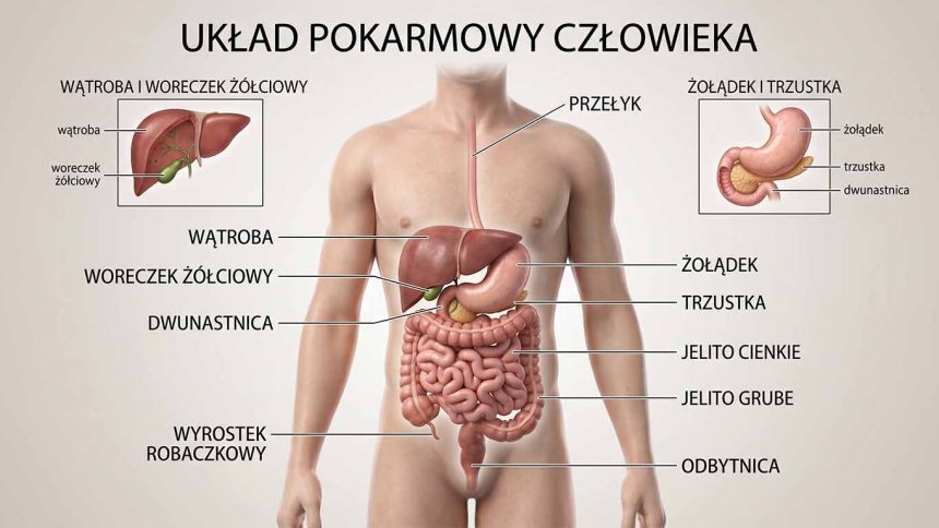 Układ pokarmowy – trawienie krok po kroku