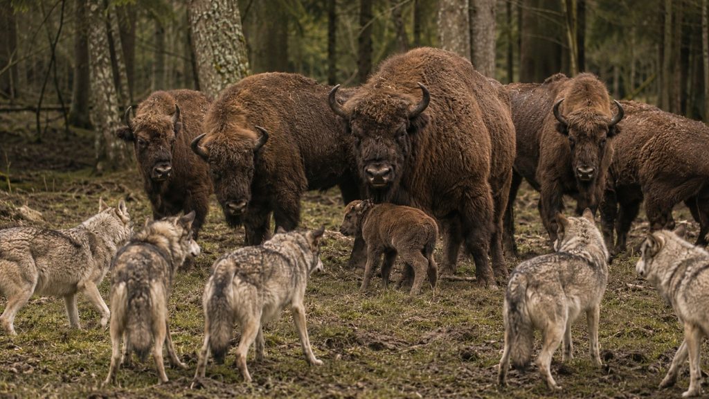 Żubr ma naturalnych wrogów? Nagranie IBS PAN z Białowieży pokazuje, że wilki mogą polować na żubry