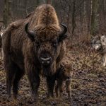 Żubr ma naturalnych wrogów? Fotopułapka IBS PAN w Puszczy Białowieskiej nagrała atak 7 wilków na stado żubrów i nowonarodzone cielę. Sprawdzamy, co oznacza to dla nauki, ochrony przyrody i zarządzania populacją.