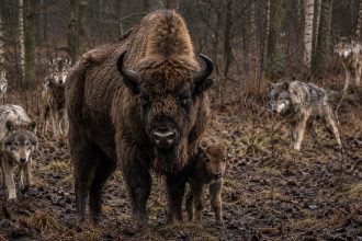 Żubr ma naturalnych wrogów? Fotopułapka IBS PAN w Puszczy Białowieskiej nagrała atak 7 wilków na stado żubrów i nowonarodzone cielę. Sprawdzamy, co oznacza to dla nauki, ochrony przyrody i zarządzania populacją.