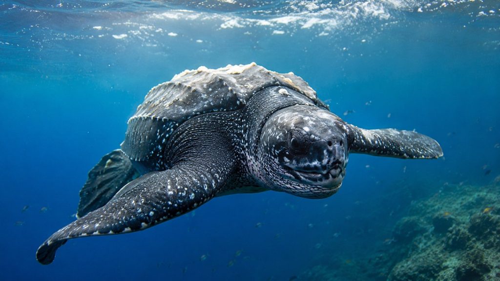 World Sea Turtle Day 2026: nowy sojusz ma chronić żółwie skórzaste całego Atlantyku przed przyłowem