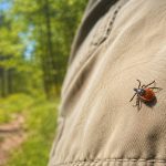 Kleszcze pozostają aktywne przez całe lato. Wyjaśniamy ich cykl życia, miejsca występowania, wpływ temperatury i wilgotności oraz zasady ochrony przed ukłuciem i chorobami odkleszczowymi.