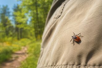 Kleszcze pozostają aktywne przez całe lato. Wyjaśniamy ich cykl życia, miejsca występowania, wpływ temperatury i wilgotności oraz zasady ochrony przed ukłuciem i chorobami odkleszczowymi.
